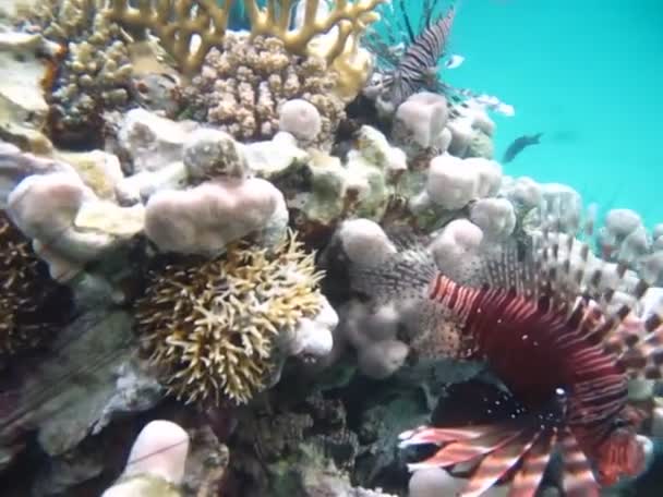 Lejonfisk Röda Havet Klarblå Vattenjakt Efter Mat — Stockvideo