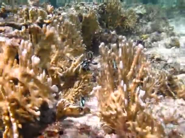 Zajímavé Tropické Ryby Útesech Rudého Moře — Stock video
