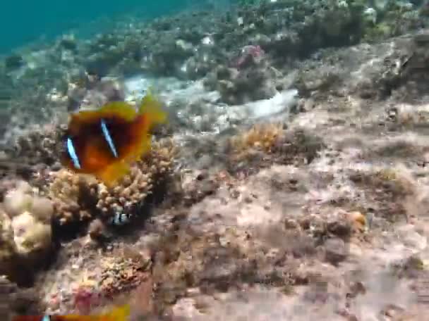 Клонова Риба Амфіріон Amphiprioninae Червономорська Клоунна Риба — стокове відео