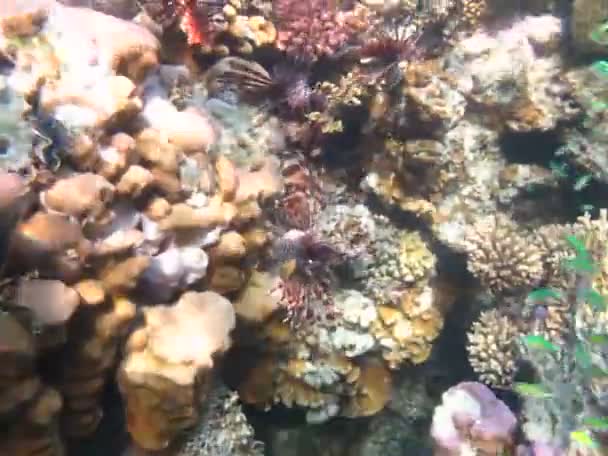 Ryby Lew Morzu Czerwonym Czystej Niebieskiej Wodzie Polowanie Żywność — Wideo stockowe