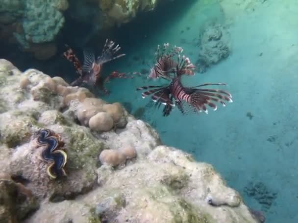 Poisson Lion Dans Mer Rouge Eau Bleue Claire Chasse Nourriture — Video