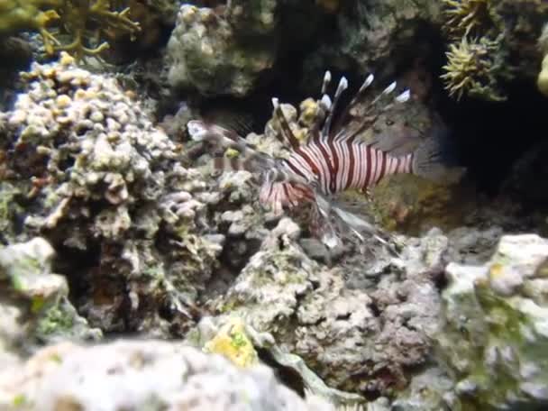Ryby Lew Morzu Czerwonym Czystej Niebieskiej Wodzie Polowanie Żywność — Wideo stockowe