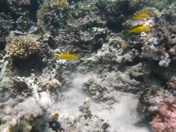 Interessante Tropische Vissen Riffen Van Rode Zee — Stockvideo