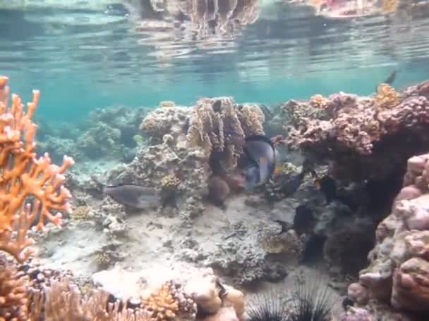 Colorful Tropical Fish Coral Reef Amazingly Beautiful Fairy World Coral — Stock video