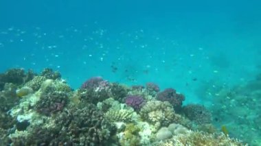 Kızıl Deniz 'in resiflerinde güzel balıklar.