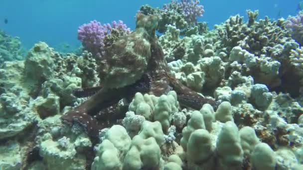 タコだ 紅海のサンゴ礁の上にある大きな青いタコ大きな青いタコや日タコとしても知られるシアナタコ — ストック動画