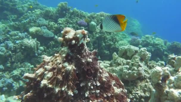 Pulpo Pulpo Azul Grande Los Arrecifes Del Mar Rojo Pulpo — Vídeo de stock