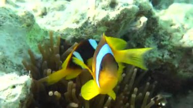  Palyaço balığı amfipriprionu (Amphiprioninae). Kızıl deniz palyaço balığı.