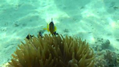 Palyaço balığı amfipriprionu (Amphiprioninae). Kızıl deniz palyaço balığı.