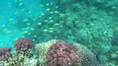 Colorful tropical fish on a coral reef, amazingly beautiful fairy world. In the coral gardens of the Red Sea.