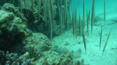 Kızıl Deniz 'in resiflerinde güzel balıklar.