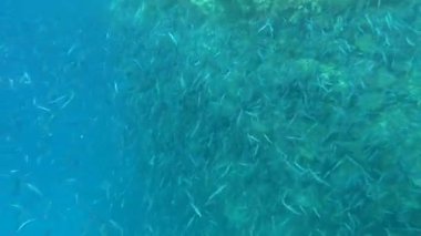 Kızıl Deniz 'in resiflerinde güzel balıklar.