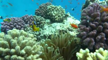 Palyaço balığı amfipriprionu (Amphiprioninae). Kızıl deniz palyaço balığı.
