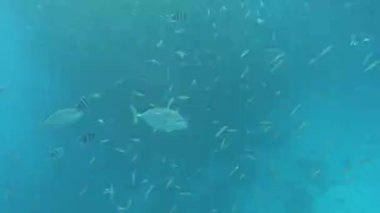 Kızıl Deniz 'in resiflerinde güzel balıklar.