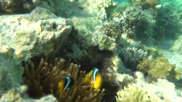 Clown Fish Amphiprion Amphiprioninae Peces Payaso Mar Rojo — Vídeo de stock