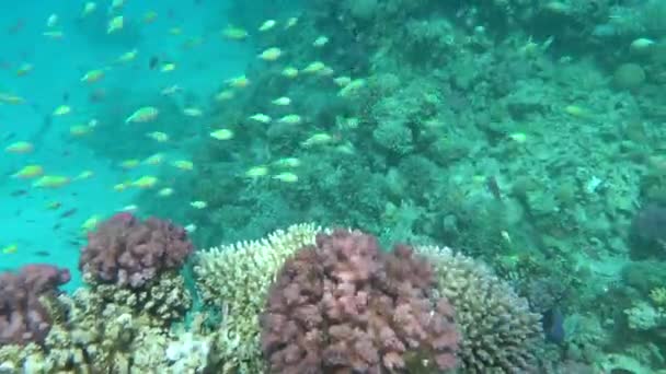 Colorful Tropical Fish Coral Reef Amazingly Beautiful Fairy World Coral — Stock video