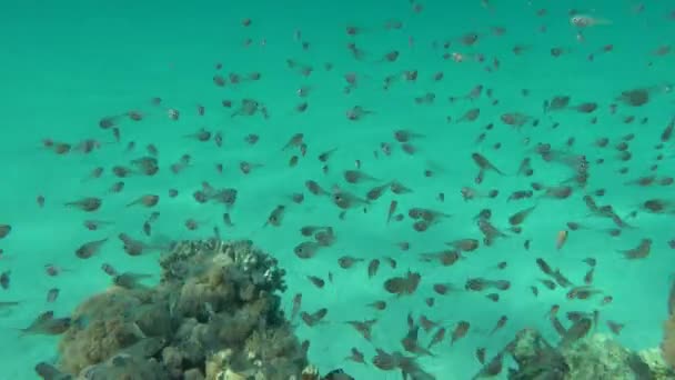 Beau Poisson Sur Les Récifs Mer Rouge Beau Poisson Diversifié — Video