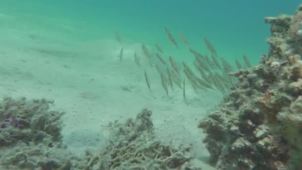 紅海のサンゴ礁で美しい魚紅海の豪華なサンゴ礁に住む美しく多様で興味深い魚 — ストック動画