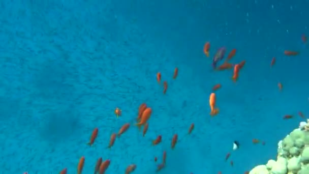 Морская Голди Наиболее Распространенные Антиа Красном Море Водолазы Видят Огромным — стоковое видео