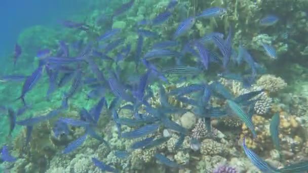 红海珊瑚礁上美丽的鱼 — 图库视频影像