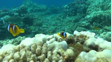 Palyaço balığı amfipriprionu (Amphiprioninae). Kızıl deniz palyaço balığı.