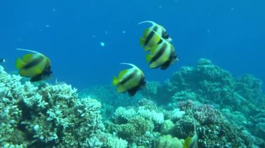 Kızıl Deniz 'in resiflerinde güzel balıklar.