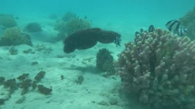 Ahtapot. Kızıl Deniz Resiflerinde Büyük Mavi Ahtapot.