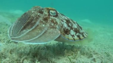 Sepia Pharaonis. Yumuşakçalar, yumuşakçalar. Baş ayaklı yumuşakçalar. Mürekkep balığı takımı. Firavun mürekkep balığı.