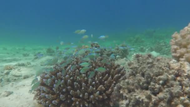 Bellissimo Pesce Sulle Scogliere Del Mar Rosso Bellissimo Vario Interessante — Video Stock