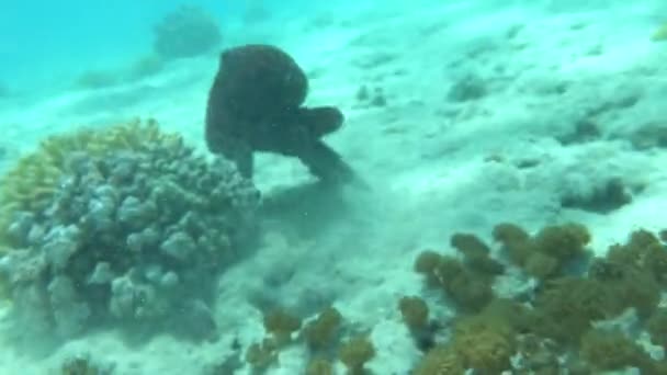 Ahtapot Kızıl Deniz Resiflerinde Büyük Mavi Ahtapot — Stok video