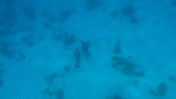 Дельфіни Водні Ссавці Інфрачервоного Кольору Належать Родини Дельфінів — стокове відео