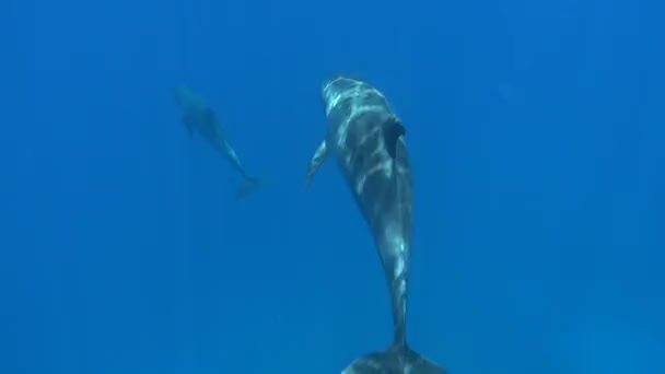 Los Delfines Son Mamíferos Acuáticos Del Infraorden Cetáceo Pertenecientes Familia — Vídeo de stock