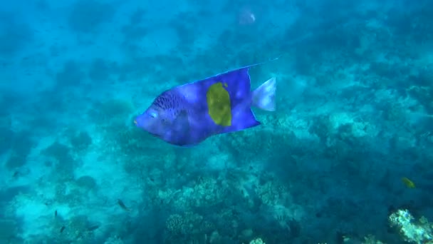 Schöne Fische Den Riffen Des Roten Meeres — Stockvideo