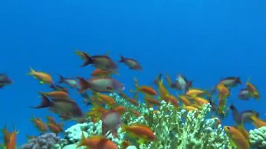 Deniz Goldie. Kızıl Deniz 'deki en yaygın antikalar. Dalgıçlar onu mercan kayalıklarının yamaçlarında büyük sürüler halinde görüyorlar..