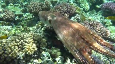 Ahtapot. Kızıl Deniz Resiflerinde Büyük Mavi Ahtapot.