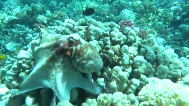 Pulpo Pulpo Azul Grande Los Arrecifes Del Mar Rojo — Vídeo de stock