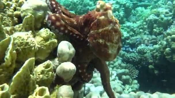 红海大厨上的蓝色大章鱼 — 图库视频影像