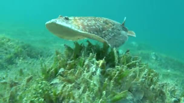 Stingrays Leopard Electric Stingray Reefs Red Sea — Stock Video