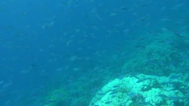 Kızıl Deniz 'in resiflerinde güzel balıklar.