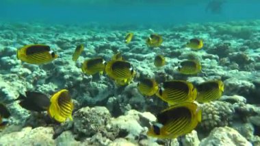 Kızıl Deniz 'in resiflerinde güzel balıklar.