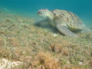 Kızıl Deniz resiflerindeki büyük yeşil kaplumbağa. Yeşil kaplumbağalar deniz kaplumbağalarının en büyüğüdür. Tipik bir yetişkin 1-2 metre boyunda ve 90-150 kilo ağırlığındadır..