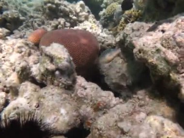 Kızıl Deniz 'in resiflerinde güzel balıklar.