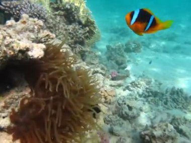  Palyaço balığı amfipriprionu (Amphiprioninae). Kızıl deniz palyaço balığı.