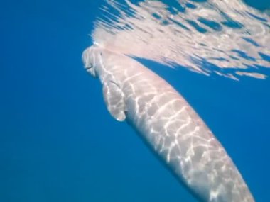 Deniz ineği. Marsa Alam 'daki Deniz İneği. Marsa Mübarek Körfezi.