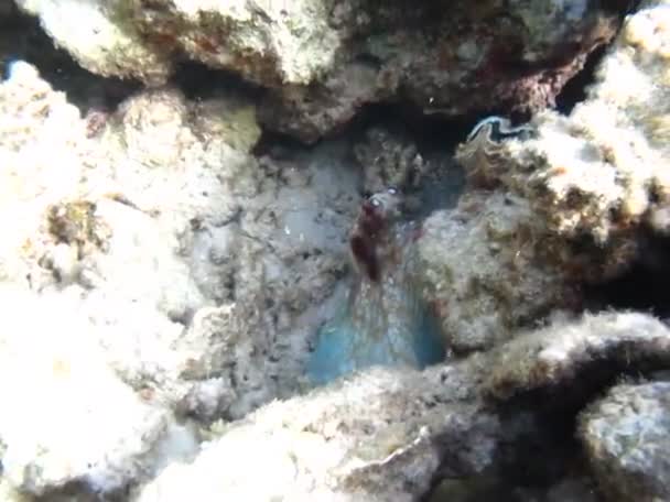 Χταπόδι Octopus Cyanea Χταπόδι Μεγάλο Μπλε Χταπόδι Στους Ύφαλους Της — Αρχείο Βίντεο