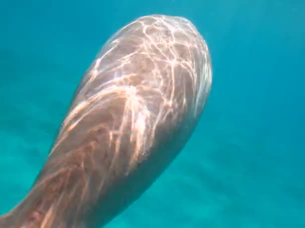 Dugongo Havsko Marsa Alam Marsa Mubarak Bukten — Stockvideo