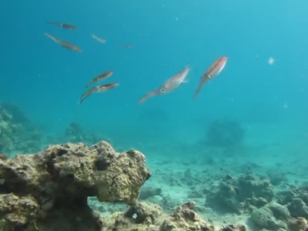 Yumuşakçalar Tip Yumuşakçalar Kafadanbacaklılar Mürekkepbalığı Mürekkepbalığı Mürekkep Balığı Mürekkep Balığı — Stok video