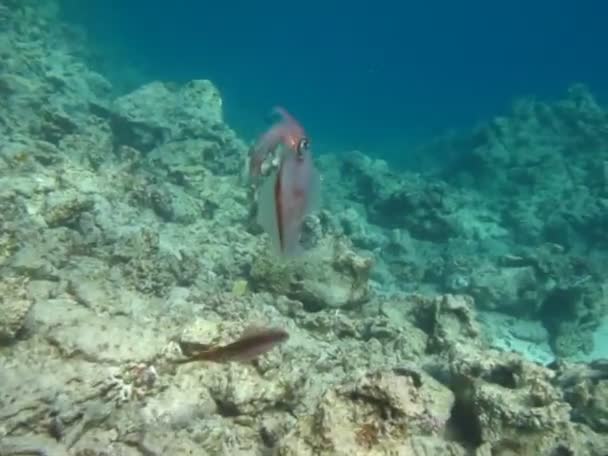Mollusks Tipul Mollusca Cefalopode Comanda Calmar Cuttlefish Squid Squids Lat — Videoclip de stoc