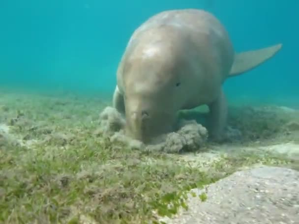 Dugongo Vaca Mar Marsa Alam Bahía Marsa Mubarak — Vídeo de stock