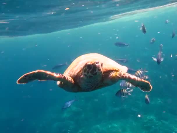 Hawksbill Sea Turtle Species Hawksbill Turtle Eretmochelys Imbricata — 图库视频影像